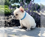 Small Photo #1 French Bulldog Puppy For Sale in HUDSONVILLE, MI, USA