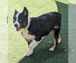 Small #7 Border-Aussie