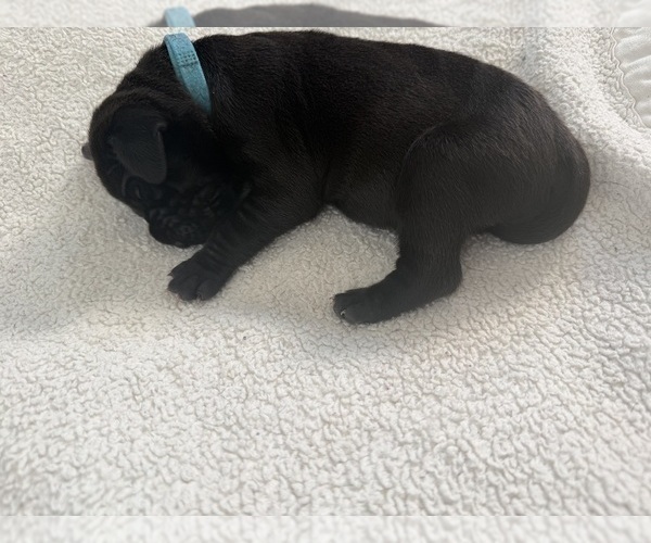 Medium Photo #27 Great Dane Puppy For Sale in OLATHE, CO, USA