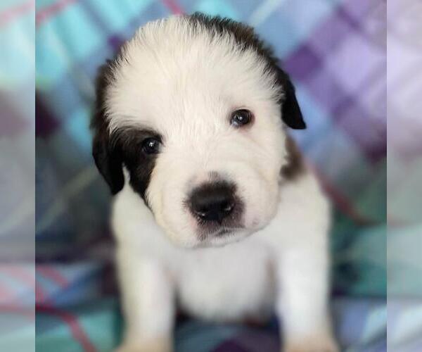 Medium Photo #3 Great Pyrenees-Unknown Mix Puppy For Sale in San Diego, CA, USA