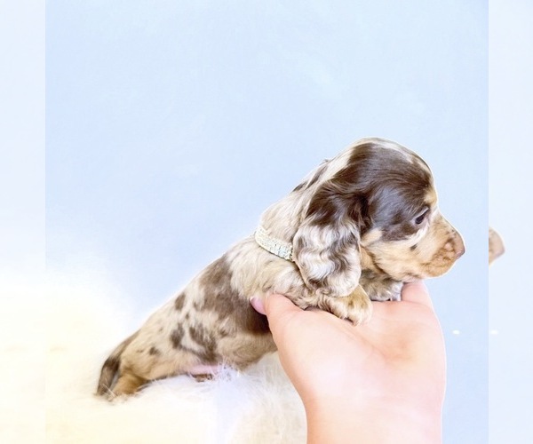 Medium Photo #7 Dachshund Puppy For Sale in DAVIS, CA, USA