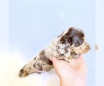 Small #6 Dachshund