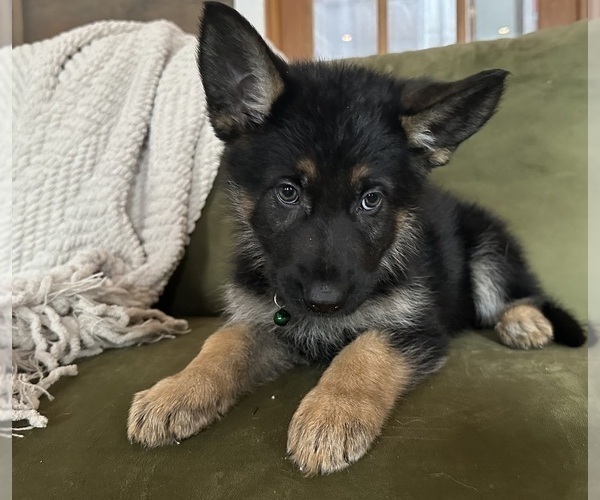 Medium Photo #5 German Shepherd Dog Puppy For Sale in PERKINSVILLE, VT, USA