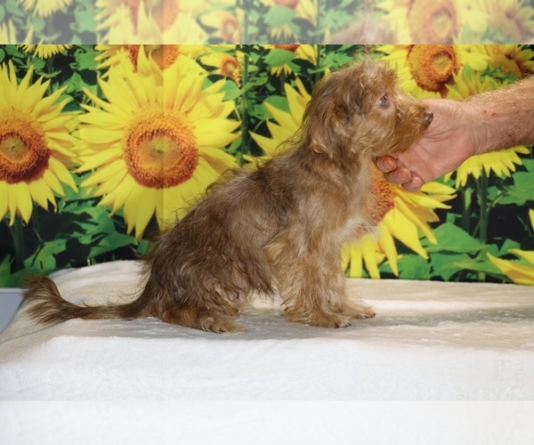 Medium Photo #32 Yorkiepoo mix (+ Poodle Toy) Puppy For Sale in DYERSBURG, TN, USA