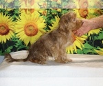 Colt - Male Yorkiepoo mix (+ Poodle Toy) Puppy for Sale - Photo #32