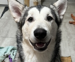 Alaskan Malamute Puppy for sale in NEW BEDFORD, MA, USA