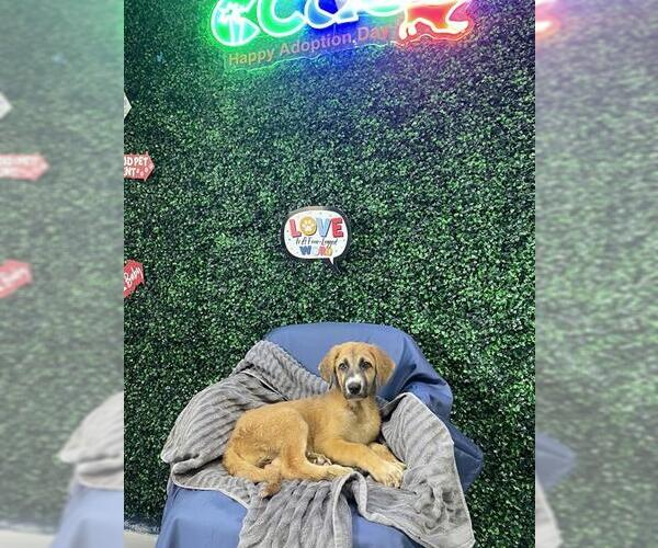 Medium Photo #2 Labrador Retriever-Unknown Mix Puppy For Sale in Corpus Christi, TX, USA
