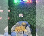 Small #1 Labrador Retriever Mix