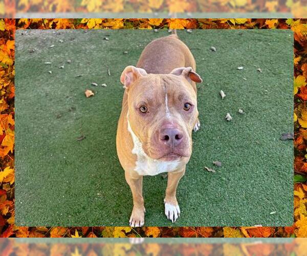 Medium Photo #2 American Pit Bull Terrier Puppy For Sale in Ojai, CA, USA