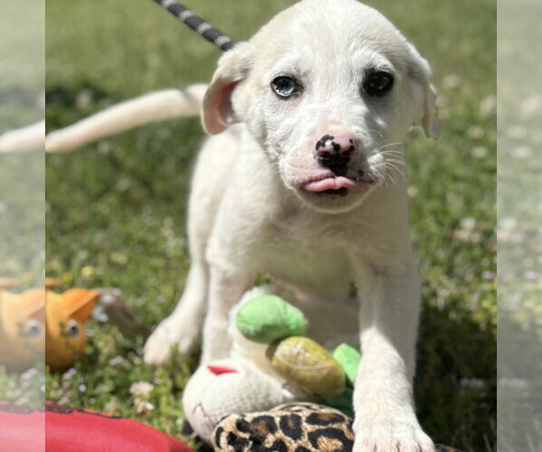 Medium Photo #1 Great Pyrenees-Unknown Mix Puppy For Sale in Yardley, PA, USA