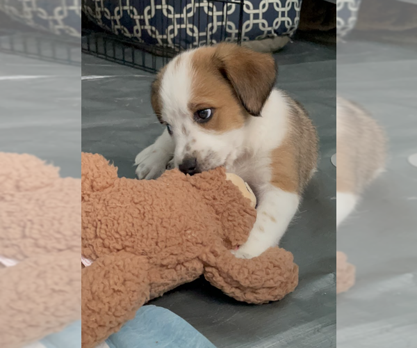 Medium Photo #4 Border Collie-Unknown Mix Puppy For Sale in Brooklyn, NY, USA