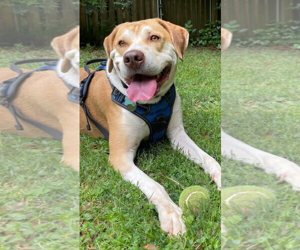 Medium Photo #1 Labrador Retriever-Unknown Mix Puppy For Sale in Thomasville, NC, USA