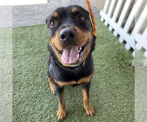 Rottweiler Dogs for adoption in Modesto, CA, USA