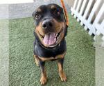 Small Rottweiler