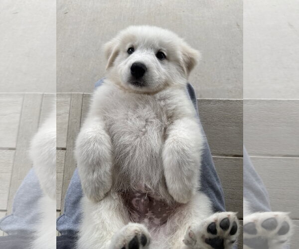 Medium Photo #4 Great Pyrenees Puppy For Sale in Dallas, TX, USA