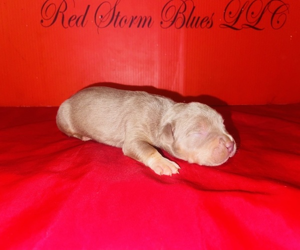 Medium Photo #10 American Bully Puppy For Sale in TRENTON, NJ, USA
