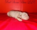 Puppy Puppy 3 American Bully