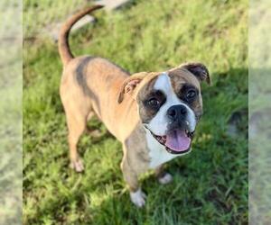 American Bulldog-Unknown Mix Dogs for adoption in Conroe, TX, USA