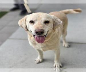 Labrador Retriever-Unknown Mix Dogs for adoption in Las Vegas, NV, USA