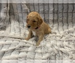 Small Photo #19 Goldendoodle Puppy For Sale in SUGAR LAND, TX, USA