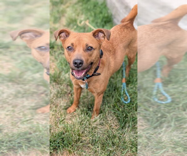 Medium Photo #1 Staffordshire Bull Terrier-Unknown Mix Puppy For Sale in Salt Lake City, UT, USA