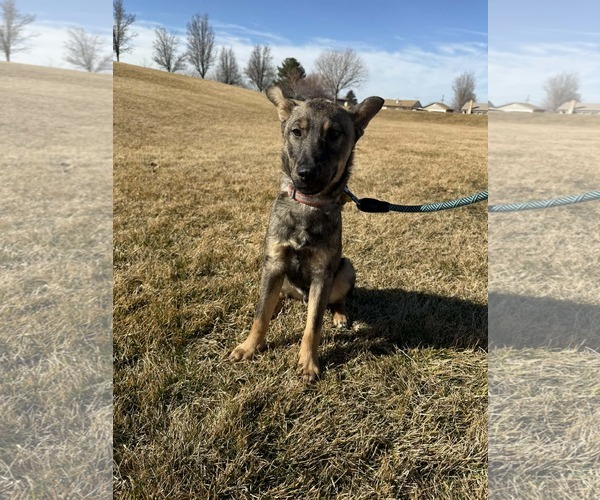 Medium Photo #9 Mutt Puppy For Sale in Sandy, UT, USA