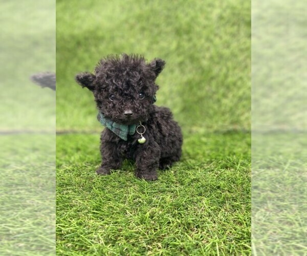 Medium Photo #16 Poodle (Toy) Puppy For Sale in BOSTON, MA, USA