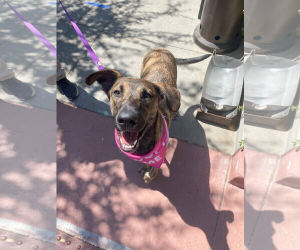Medium Photo #4 Holland Shepherd-Unknown Mix Puppy For Sale in La Verne, CA, USA