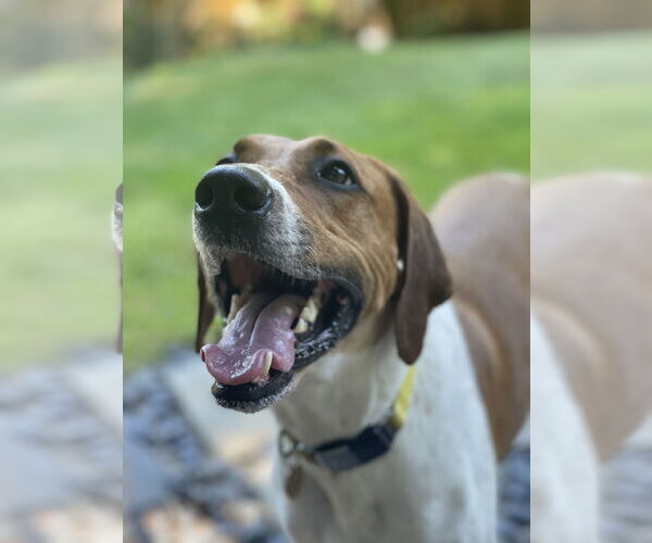 Medium Photo #7 Labrador Retriever-Treeing Walker Coonhound Mix Puppy For Sale in McKinney, TX, USA