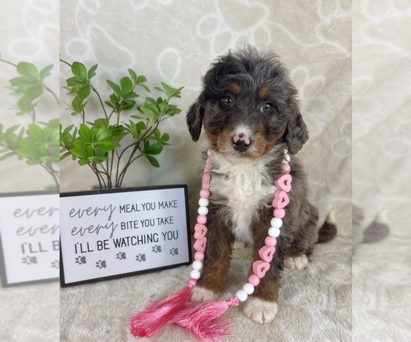 Medium Photo #2 Bernedoodle (Miniature) Puppy For Sale in INDIANAPOLIS, IN, USA
