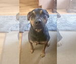 Small #2 Mutt