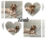 Small Photo #1 Dachshund Puppy For Sale in JACKSONVILLE, FL, USA