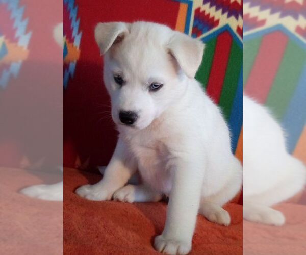 Medium Photo #7 Siberian Husky Puppy For Sale in LITTLETON, ME, USA
