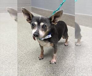 Chihuahua-Unknown Mix Dogs for adoption in Las Vegas, NV, USA