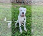 Small Photo #2 Dogo Argentino Puppy For Sale in KATY, TX, USA