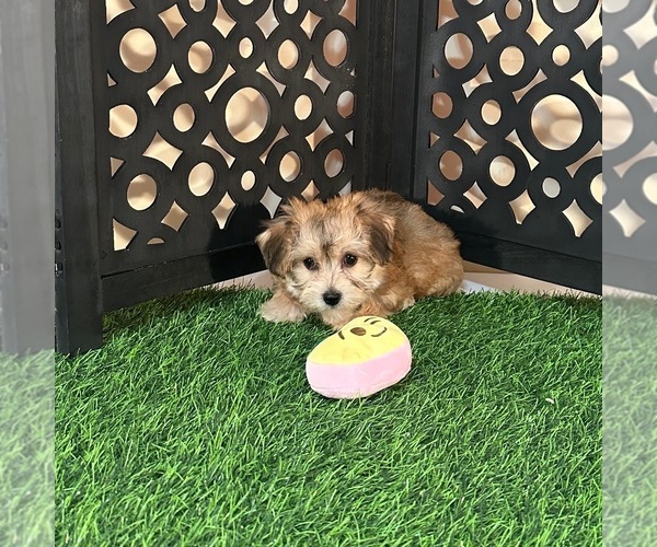 Medium Photo #4 Yo-Chon Puppy For Sale in MOUNT VERNON, OH, USA