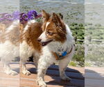 Small #4 Chi-Corgi
