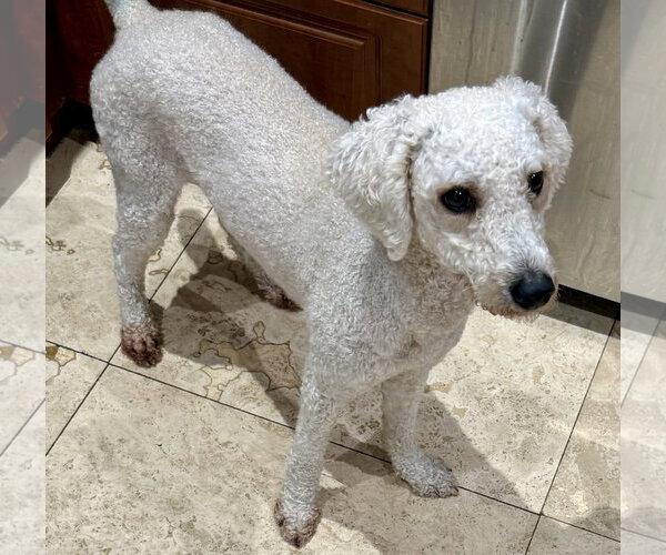 Medium Photo #4 Poodle (Miniature) Puppy For Sale in Boca Raton, FL, USA