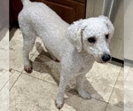 Small #3 Poodle (Miniature)