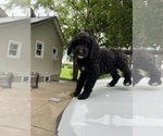 Small #8 Poodle (Standard)