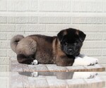 Small Photo #2 Akita Puppy For Sale in FREDERICKSBURG, OH, USA