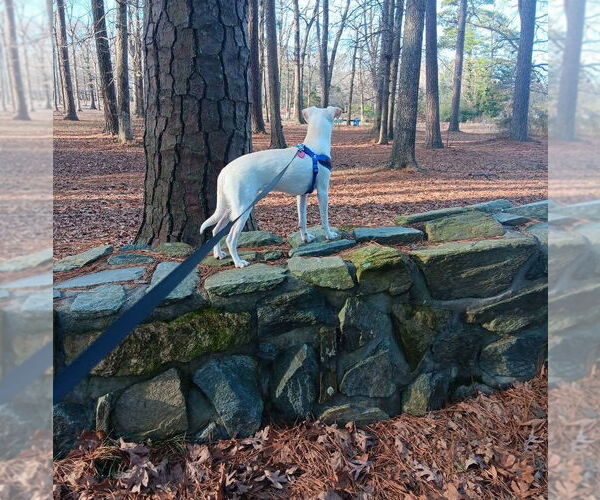 Medium Photo #2 Chihuahua-Labrador Retriever Mix Puppy For Sale in Virginia Beach, VA, USA
