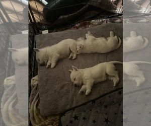 West Highland White Terrier Puppy for Sale in WALTON, West Virginia USA