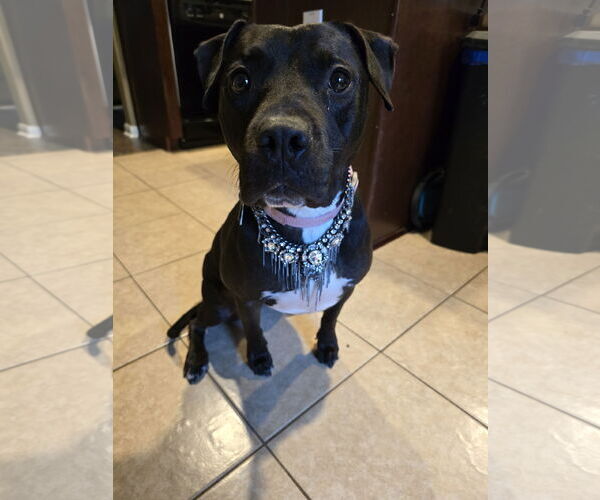 Medium Photo #7 American Staffordshire Terrier-Unknown Mix Puppy For Sale in Rosenberg, TX, USA