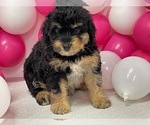 Small #1 Aussiedoodle Miniature 