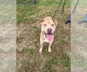 Mutt Dogs for adoption in Abbeville, LA, USA