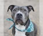Small American Staffordshire Terrier Mix