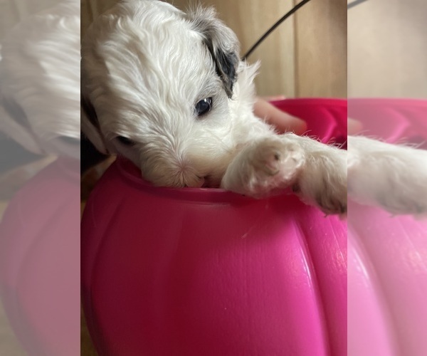 Medium Photo #3 Cavapoo Puppy For Sale in LAFAYETTE, TN, USA