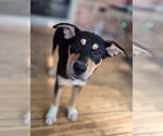 Small #2 German Pinscher Mix