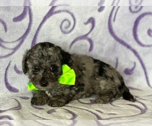 Poodle (Toy) Puppy for sale in LANCASTER, PA, USA